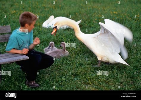 Mute Swan Attack