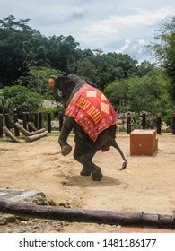 Best Elephant Standing Two Hind Legs Royalty-Free Images, Stock Photos ...