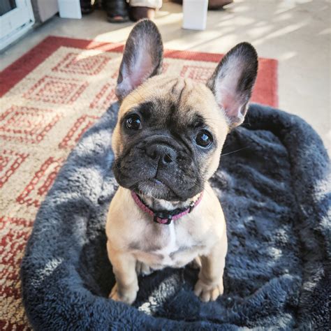 Our 8 Week Old Frenchie Rfrogdogs