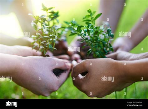Nurturing new life together. four people each holding a plant growing ... 