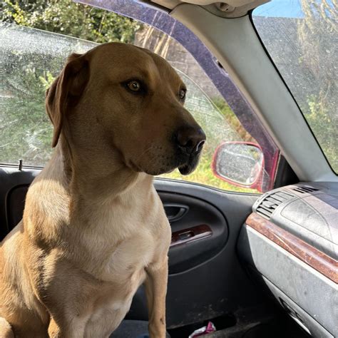 New royalty laws will soon be enacted in memory of Frankie lymon death 19