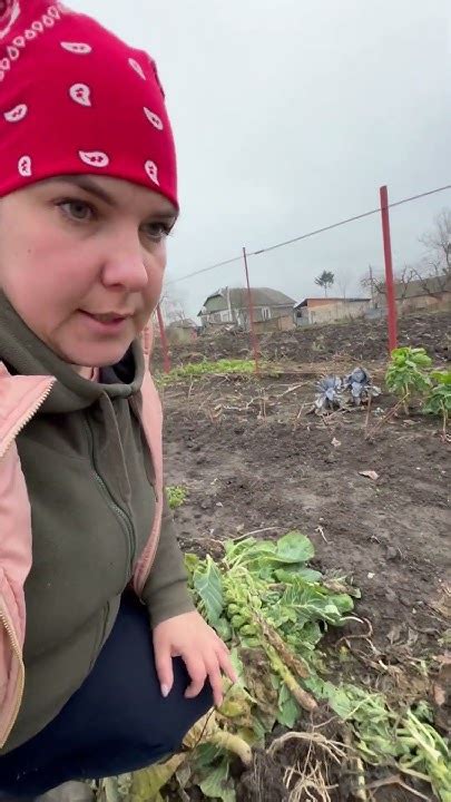 Грудень місяць а капуста ще на городі 🤦🏻‍♀️ - YouTube