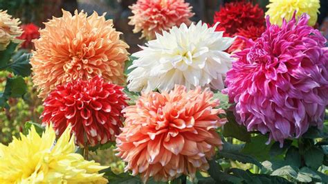 135 Popular Types of Flowers You Should Grow in Your Garden