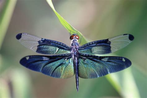 Dragonfly Color Symbolism: 11 Different Colors of Dragonflies and Their ...