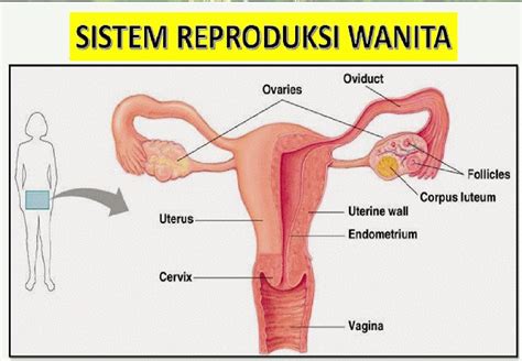 Sistem Reproduksi Pada Tumbuhan Dan Manusia