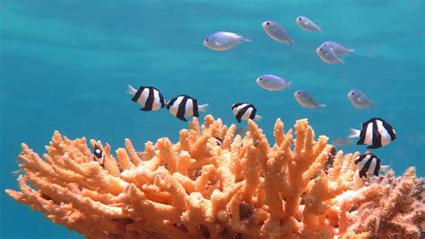 New Caledonia Takes Bold Steps To Protect Coral Sea Ecosystems