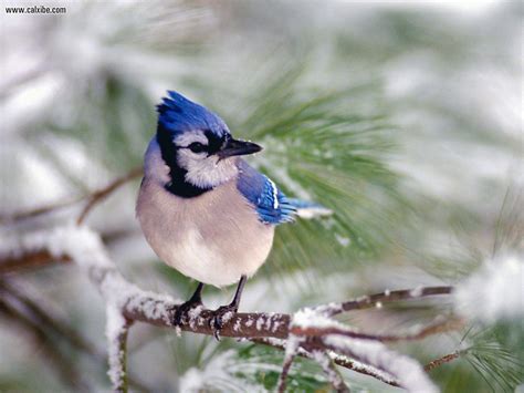 Blue Jay Wallpapers - Wallpaper Cave