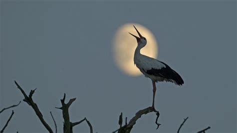 Foto Van De Maand Natuur Natuurmonumenten Foto Natuurfotos Dieren