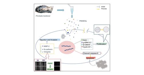 Exosome Like Nanovesicles Derived From The Mucilage Of Pinctada