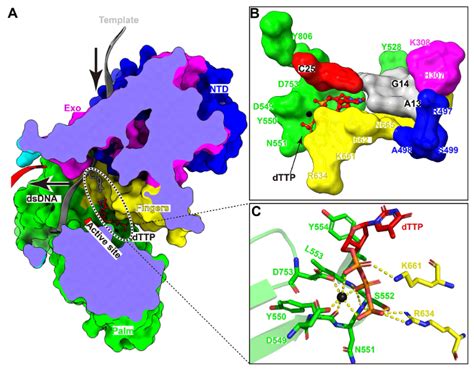 中科院微生物所高福施一团队揭示猴痘病毒聚合酶全酶工作的分子机制腾讯新闻