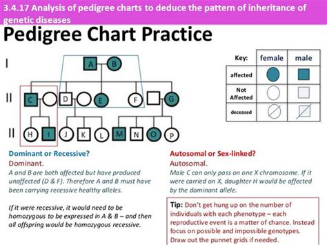 Complex Inheritance Practice Problems Answer Key