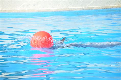 Pin de Dolphinaris en Dolphins Playing