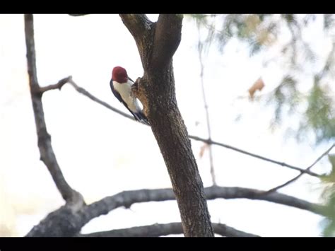 Red-headed Woodpecker in Maynard | Sudbury Valley Trustees