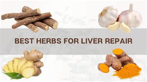 Best Natural Remedies And Ayurvedic Herbs For Liver Repair And Detox