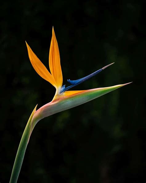 Bird Of Paradise Care And Growing Guide Plantcarefully