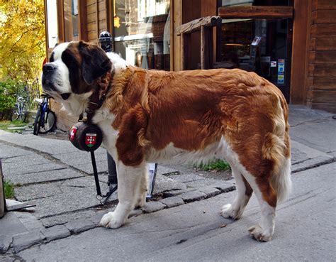 Saint Bernard | Dog Breed Info, Guide & Care