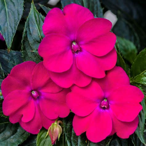 Impatiens Sunpatiens Impatiens Sunpatiens Compact Rose Glow From