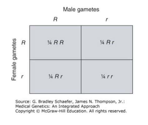 Patterns Of Inheritance Flashcards Quizlet