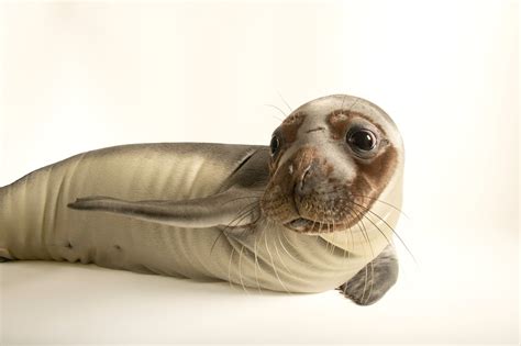 Mediterranean Monk Seal Pup Monachus Monachus Joel Sartore