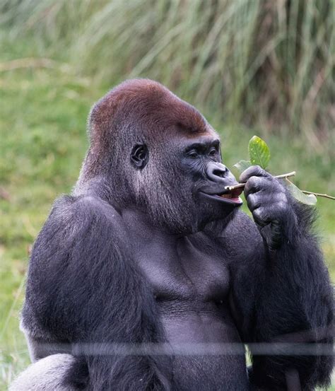 London Zoo Membership | London Zoo