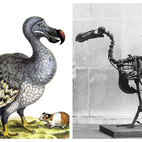 Dodo Bird Extinction