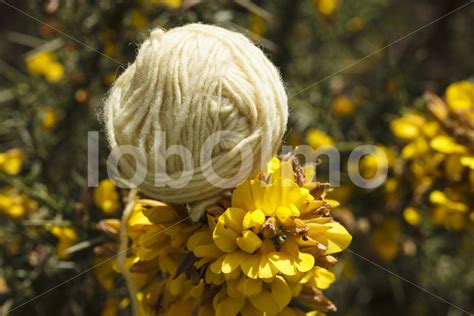 Mit Blüten Gefärbte Schafwolle Chile Chol Chol Lobolmo Fair Trade