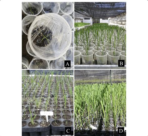 Procedures for the acclimatization. A, B Plants acclimatized in ...