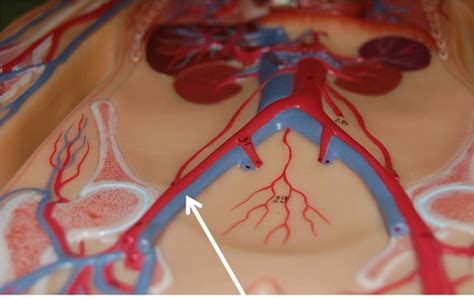 Practical 2 Veins Of The Abdomen Pelvic Lower Limb Model