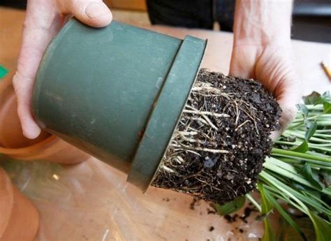 Срочная пересадка комнатных растений | Plants, Trendy plants, Growing ...
