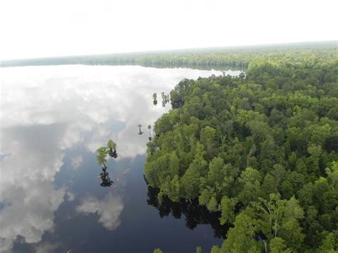 The Great Dismal Swamp Is A Breathtaking Refuge In Virginia