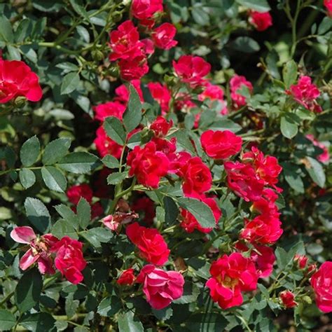 Double Red Drift Rose | Star Nursery Garden and Rock Centers