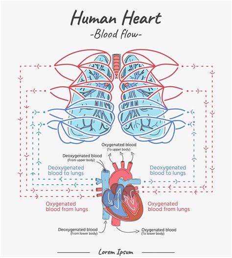 Premium Vector | Human Heart Blood flow vector illustration