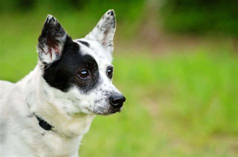 5 Blue Heeler Colors And All Markings Explained