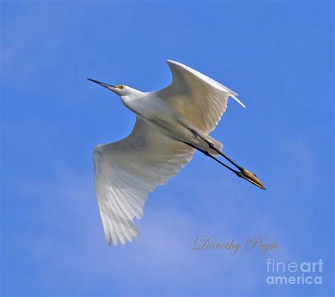 Snowy Egret In Flight Photograph By Dorothy Pugh Fine Art America