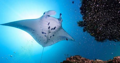 Cu L Es La Diferencia Entre Las Rayas Y Las Mantarrayas