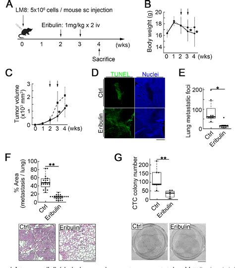 Figure 1 From Low Dose Eribulin Reduces Lung Metastasis Of Osteosarcoma