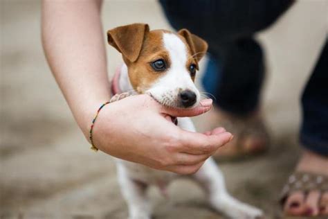 Comportamenti Del Cane E Il Loro Significato Alcuni Sono Sorprendenti