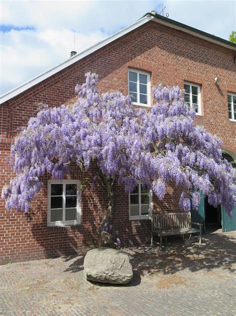 Wisteria Sinensis Typ B Hlje Chinesischer Blauregen Typ B Hlje