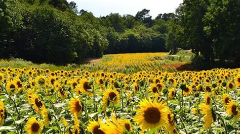 suncokret  narodno kolo sutra su dani suncokreta  batusi tpknews