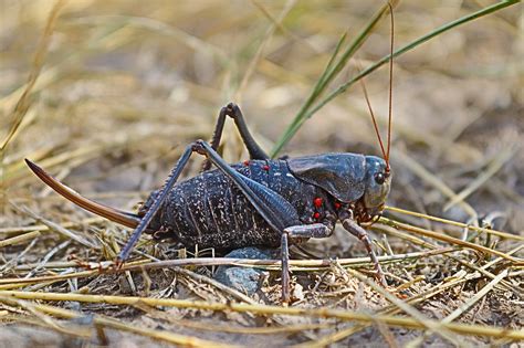 Inseto E Animal - Natureza Inseto Animal - Foto gratuita no Pixabay - Pixabay