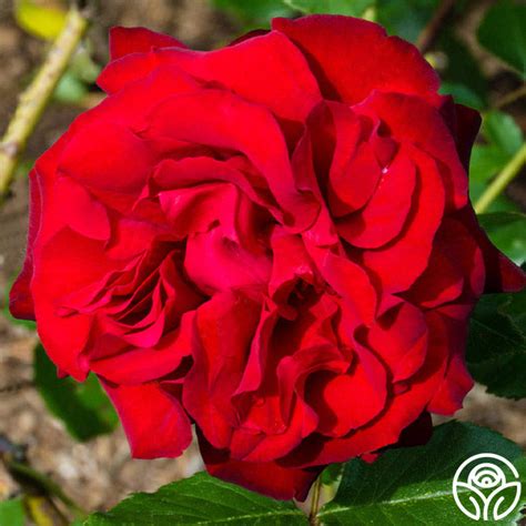 black cherry heirloom roses