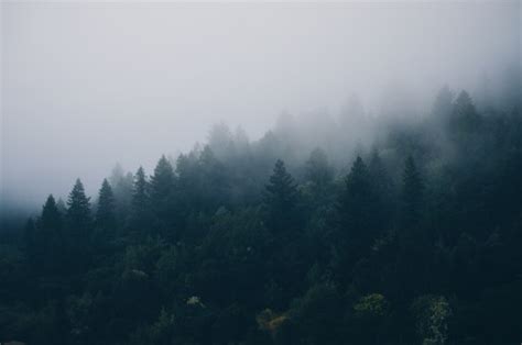 Fotos Gratis Rbol Naturaleza Bosque Monta A Nube Cielo Niebla