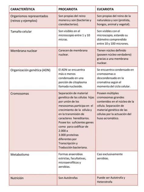 Cuadro Comparativo De Célula Eucariota Y Procariota 2 Cuadrosytemas10 Udocz