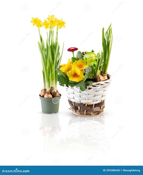 cut flowers to grow in pots 6