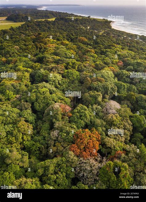 Gabon Forest High Resolution Stock Photography and Images - Alamy