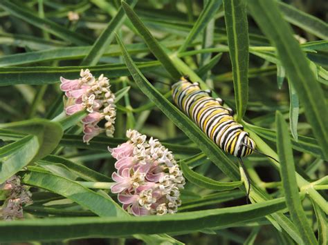 Narrowleaf Milkweed — Grand Prismatic Seed