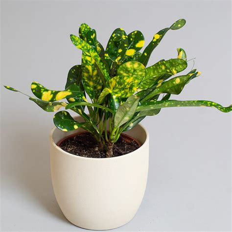 Croton Gold Dust Cm Pot Opperman Plants Ltd