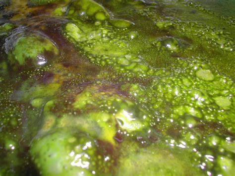 How To Eradicate Slime Algae In An Aquarium