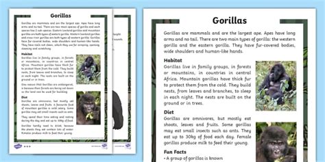 Gorillas Fact Files Teacher Made Twinkl