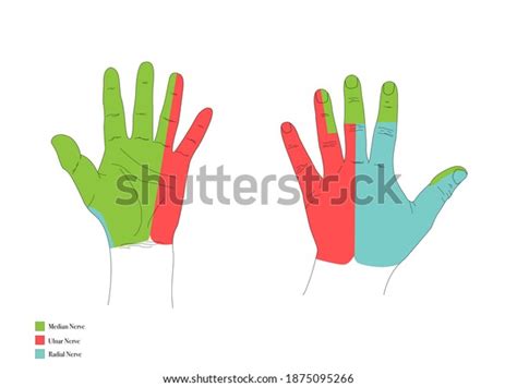 Hand Nerve Anatomy Photos and Images | Shutterstock